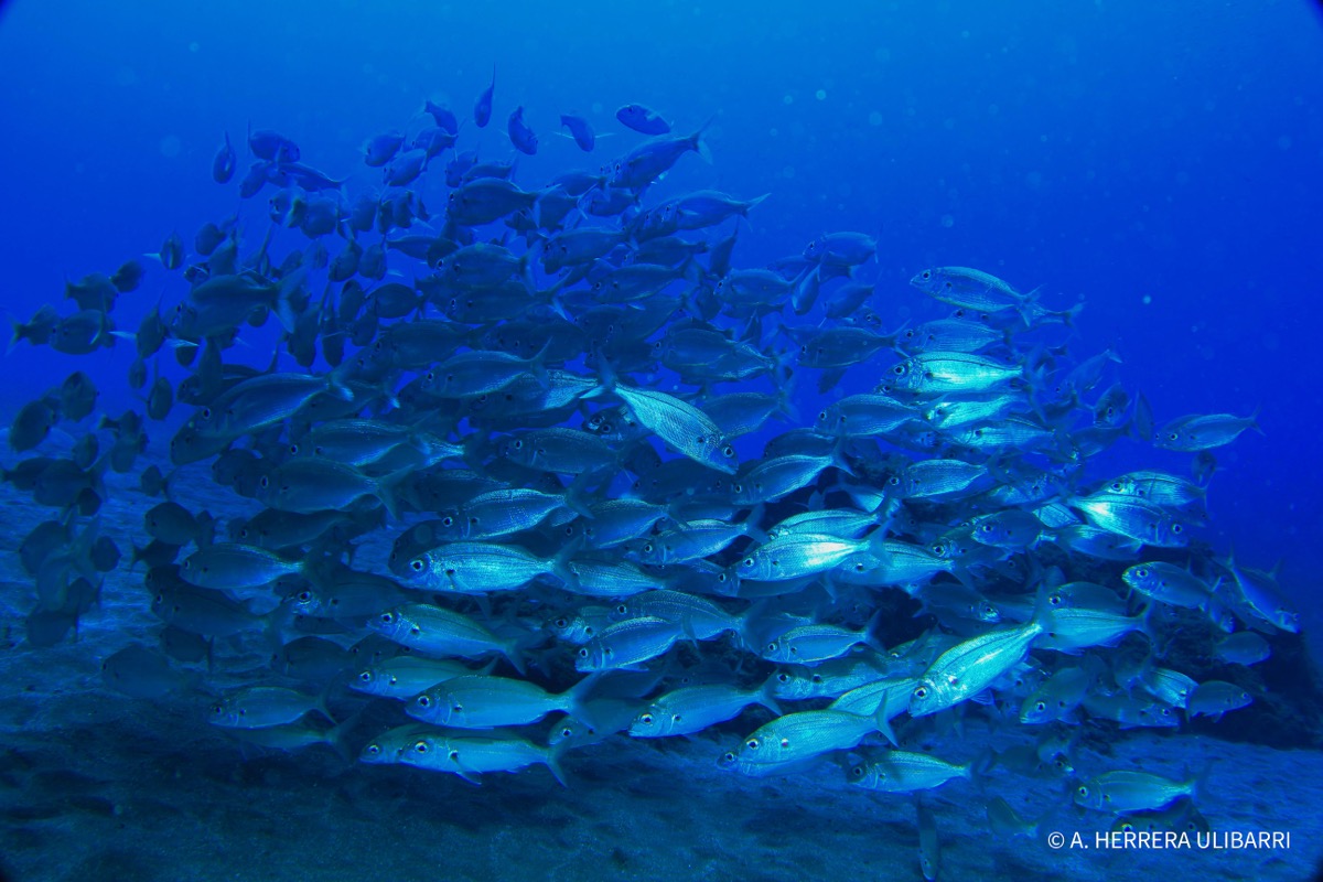 Cardumen de peces en las aguas de Canarias