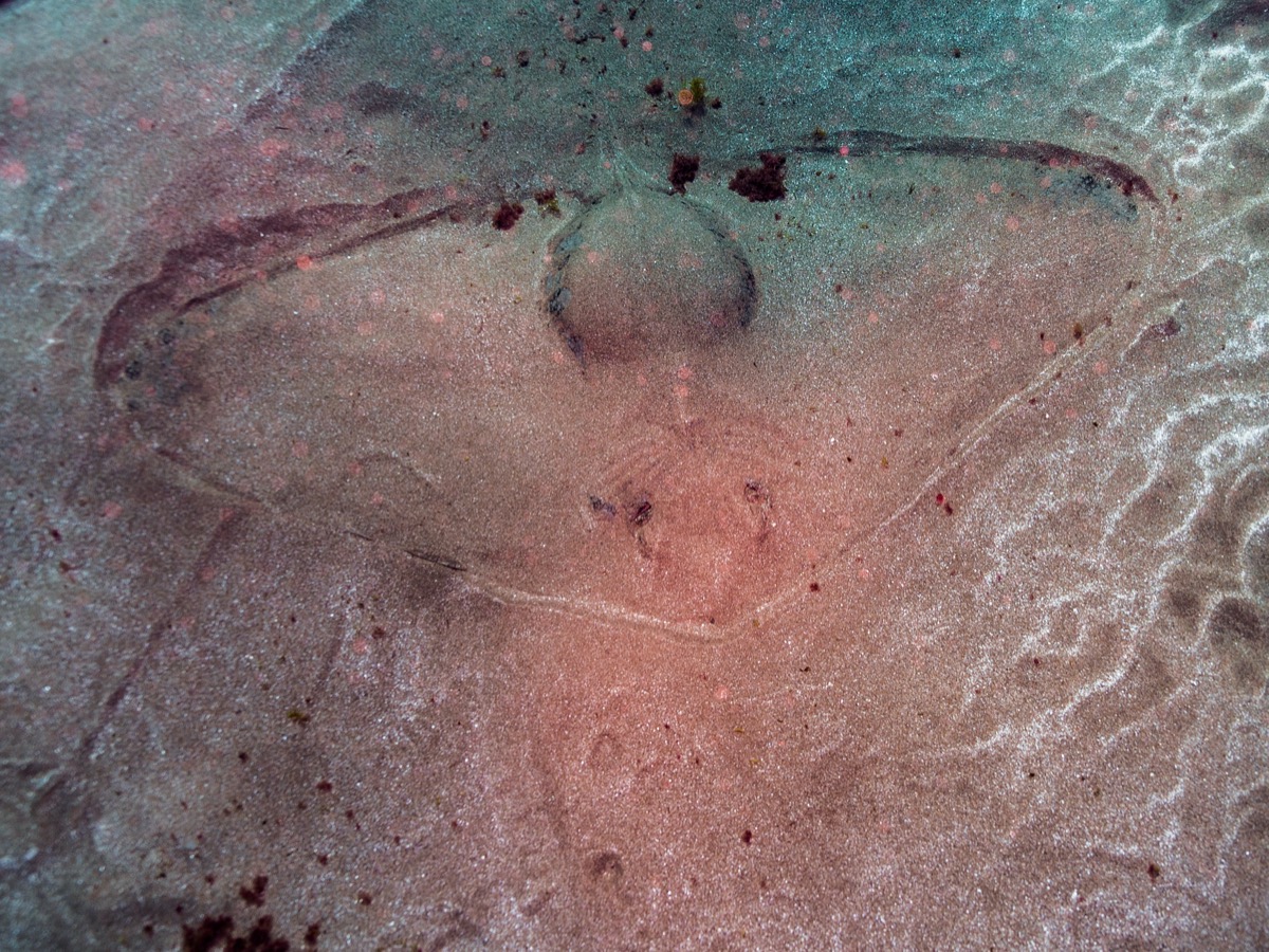 Manta mariposa en aguas de Canarias